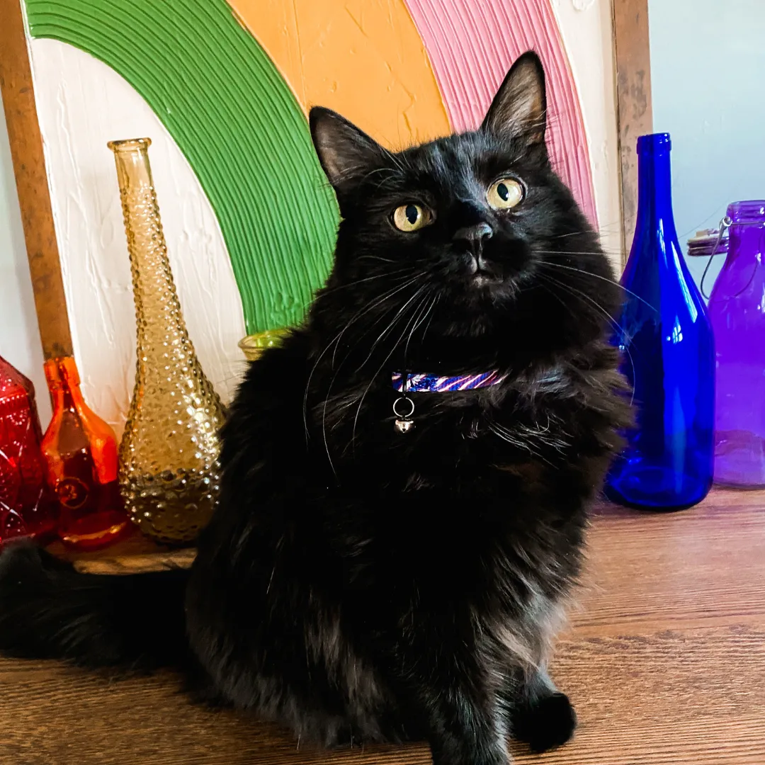 Buffalo Cat (or tiny dog!) Collar