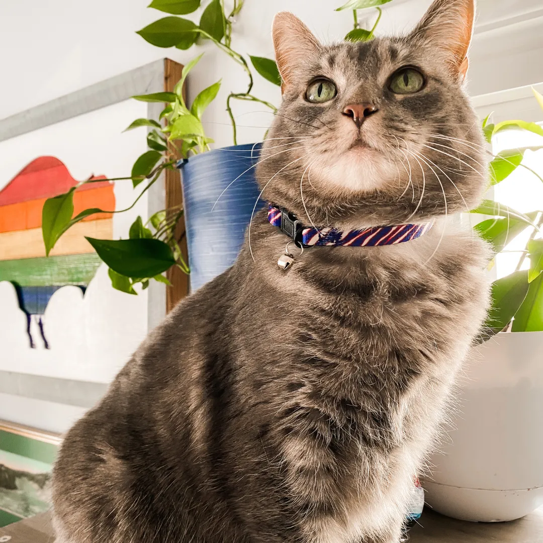 Buffalo Cat (or tiny dog!) Collar