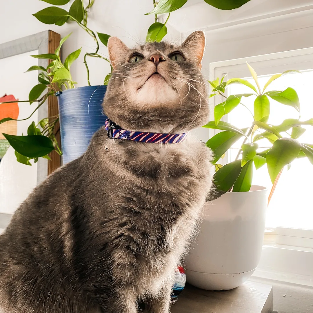 Buffalo Cat (or tiny dog!) Collar