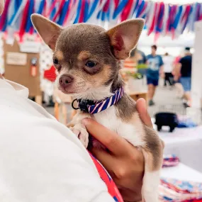 Buffalo Cat (or tiny dog!) Collar