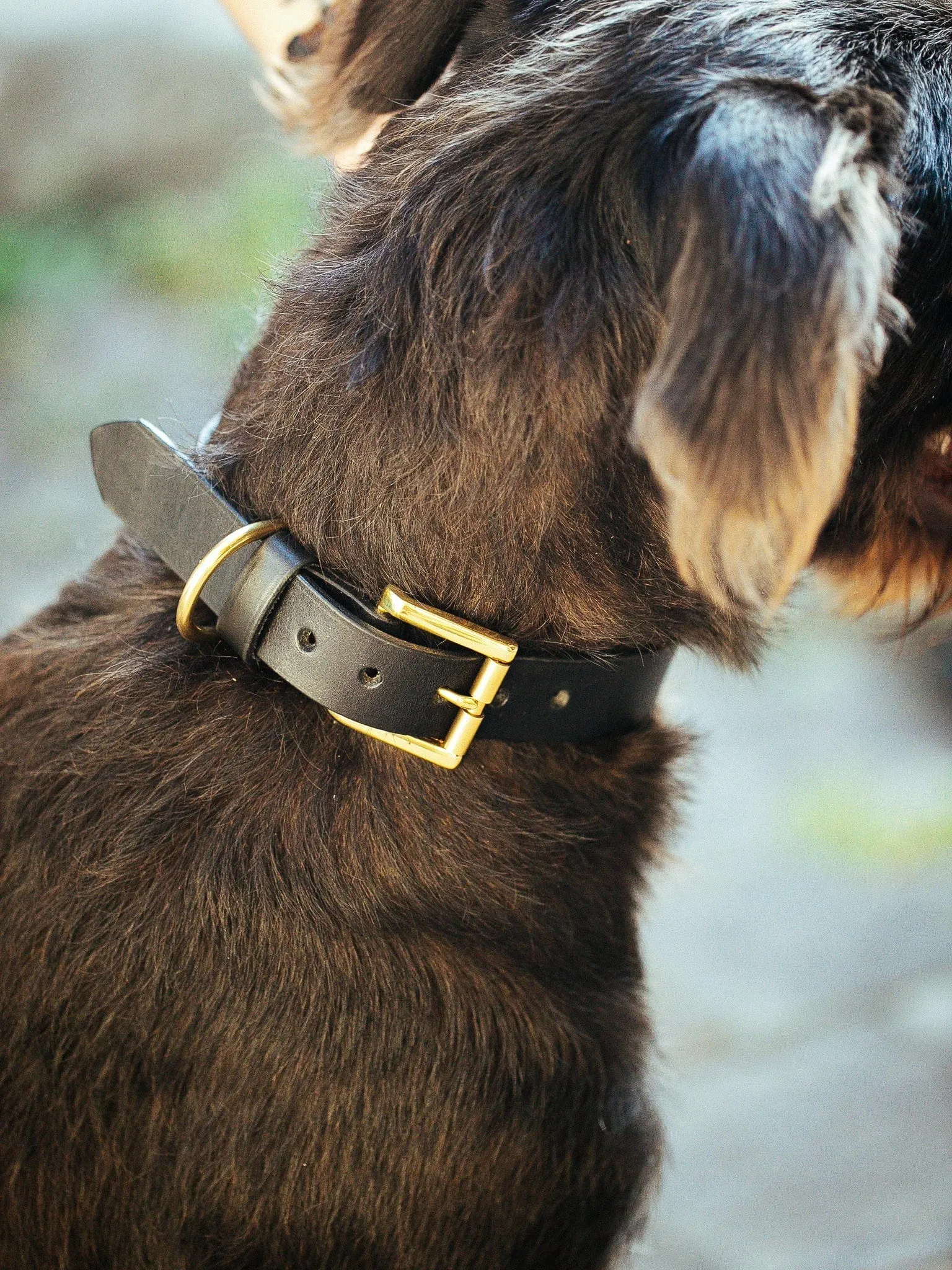 Classic Dog Collar - 30mm - Black