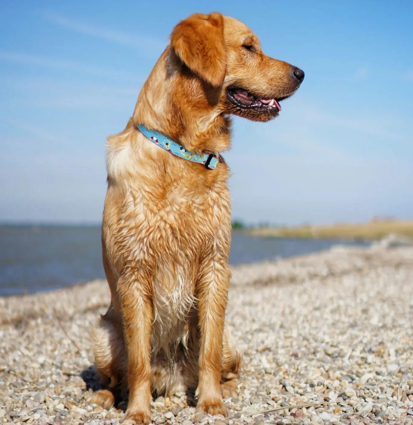 Collar | Swim Time