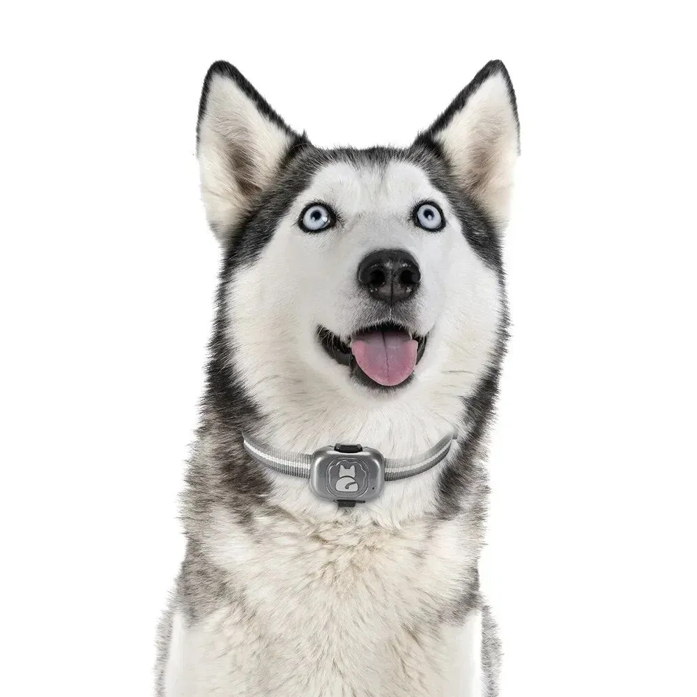 Dog Collar Pet Locator Cat and Dog GPS Collar - Locator  Anti-lost Artifact Smart Dog Training