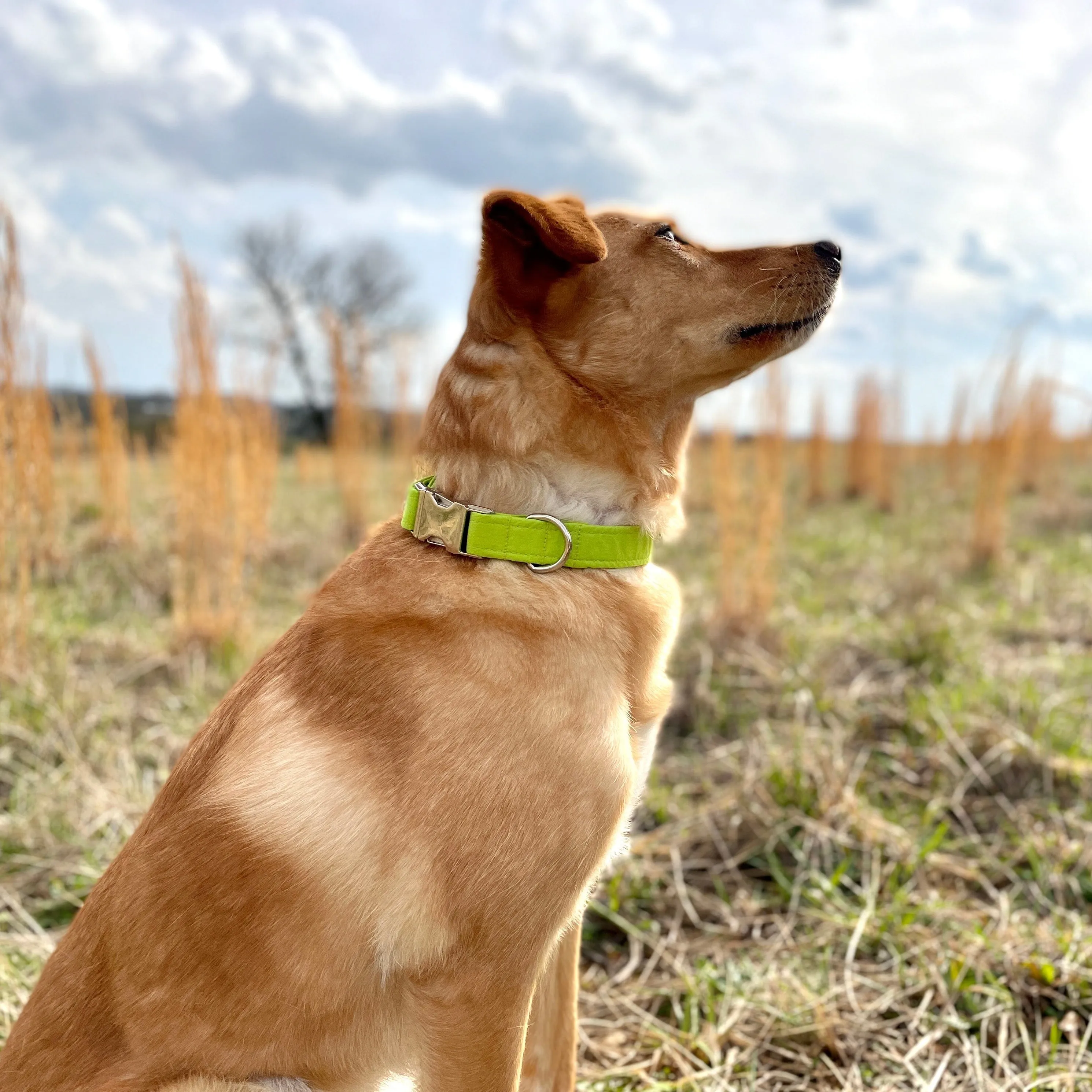 Solid Chartreuse Green Dog Collar | Clearance